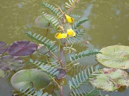 Image result for Aeschynomene multicaulis