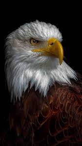 Jul 14, 2016 · get free hd wallpapers (up to 1920x1200) of amazing space photos and hubble imagery. Bald Eagle Wallpaper Kolpaper Awesome Free Hd Wallpapers