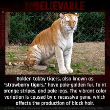The golden tabby tiger does not technically qualify as a separate species. Unbelievable Facts