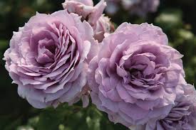 Maybe you would like to learn more about one of these? Rosa Floribunda Poseidon Korfriedhar J C Bakker Sons Ltd