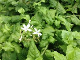 Image result for Plumbago zeylanica