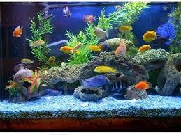 The advantages of this application 1. Model Aquarium Hias Yang Populer Hingga Saat Ini