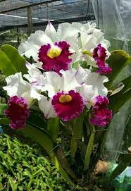 Ver más ideas sobre orquideas, flores, flores orquideas. 900 Ideas De Bellas Orquideas Orquideas Flores Orquideas Flores Exoticas