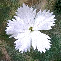 Image result for Caryophyllaceae