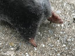 Since moles are protected you are suppose to have a depredation permit to trap them. How To Get Rid Of Moles In Your Yard And Garden