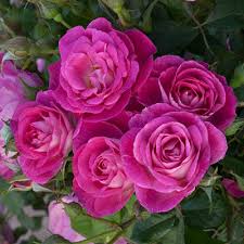 Maybe you would like to learn more about one of these? Easy To Please Rose Shop Tree Roses Spring Hill Nurseries