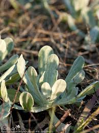 Image result for Pseudognaphalium luteo-album