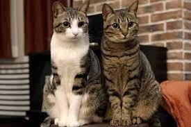 Aiming To Double Cats Lifespan The University Of Tokyo
