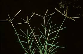 Image result for Cynodon dactylon