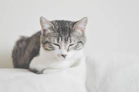 You also need to know why your cat is constipated. What To Do If Your Cat Is Constipated Pethelpful