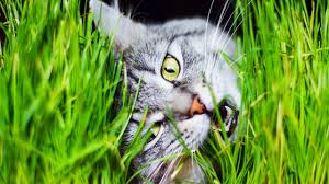 • • • cat chews and destroys cordsadult specific (self.catadvice). Mystery Solved Why Cats Eat Grass Science Aaas