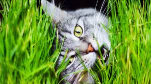 We just have to make sure that we don't leave any cord out at any time. Mystery Solved Why Cats Eat Grass Science Aaas