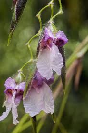 Image result for Eleocharis welwitschii