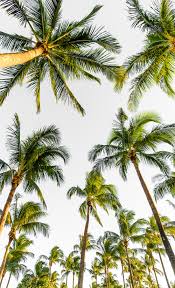 We did not find results for: 20 Palm Tree Pictures Hd Download Free Images On Unsplash