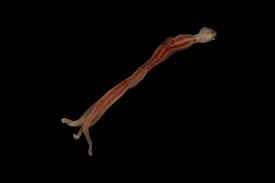 If the fossilization of bones. Zombie Worms Found In Australian Deep Sea Abyss