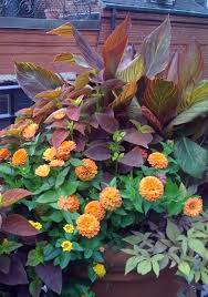 Orange Yellow Maroon Color Scheme Container Planting With Canna Coleus Zinnia Lantana Ipomoea Container Garden Design Container Flowers Container Plants