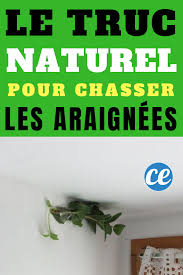 Des Araignees Dans Votre Maison Le Truc Naturel Pour Les Chasser Definitivement Trucs Et Astuces Maison Chasser Maison