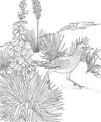 The spruce / wenjia tang take a break and have some fun with this collection of free, printable co. Roadrunner Coloring Page Animals Town Animals Color Sheet Roadrunner Free Printable Coloring Pages Animals
