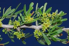 Image result for Searsia longipes