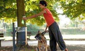 What To Do With Dog Poop 10 Eco Friendly Dog Disposale Solutions