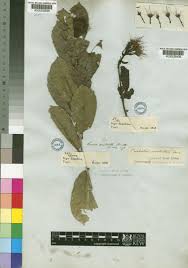 Image result for Combretum constrictum