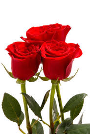 Namun, sebenarnya manfaat bunga mawar bukan hanya sebatas itu saja. Manfaat Dan Kegunaan Bunga Mawar Kaskus