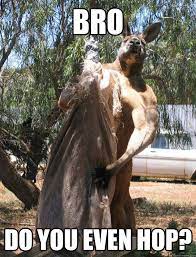 Buff Kangaroo Memes Quickmeme