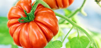 Blutdrucktabelle zum ausdrucken für eine bessere kontrolle ihrer blutdruckwerte. Blutdrucktabelle Zum Ausdrucken Gesund Co At