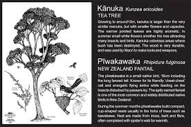 Check spelling or type a new query. Metal Plant Labels Nz Botanic Signs Over 400 Plant Bird Bug Species