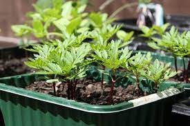 When is the best time to plant marigolds? Growing Flowers Plant French Marigolds From Seeds Grow With Hema