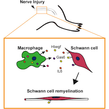 Learn about schwann cells with free interactive flashcards. Macrophages Regulate Schwann Cell Maturation After Nerve Injury Sciencedirect