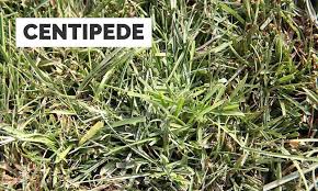 The best area is the north carolina coastal plain, extending to the eastern edge of the north carolina piedmont. How To Identify Your Lawn Grass