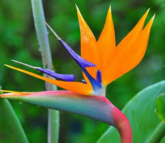 Strelitzia Reginae Seeds Bird Of Paradise Flower Seeds 100pcs Pack Birds Of Paradise Flower Bird Of Paradise Tattoo Flower Seeds