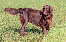 Maybe you would like to learn more about one of these? Flat Coated Retriever Characteristics And Character Dogs Breeds