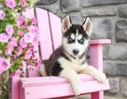 German shepherd dogs border collie cavoodle labrador golden retriever dachshund chihuahua puppies for sale jack russell staffy rottweiler husky kelpie pomeranian. Pin By Lucasw On Husky Husky Puppies For Sale Puppies Siberian Husky Puppies