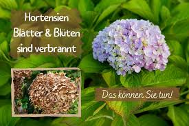 Woran erkenne ich, wann ich meine hortensie schneiden muss? Hortensien Blatter Und Bluten Sind Verbrannt Was Tun Gartenlexikon De