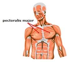 At first you would think this as a hindrance but actually most of the time you could use these names as clues to help you learn the shape of the muscles. Meet Some Muscles Science Learning Hub