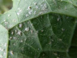 Image result for whitefly in cucumber