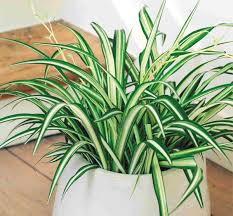 Image result for Chlorophytum hirsutum