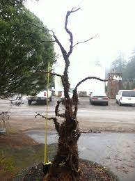 Bonsai Climbing Hydrangea Jaycee Newman Inc
