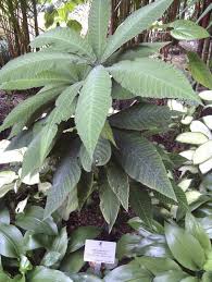 Image result for Myrsinaceae