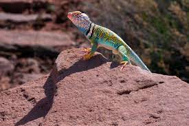 A Friendly Arizona Lizard By Jeenie11 - Caedes Desktop Wallpaper Lizard Animal Photography Animals Images