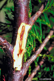 Cypress canker attacks at least 25 conifer species of the cupressaceae family in many parts of the world, including australia, the united states and europe. Leyland Cypress Diseases Insects Related Pests Home Garden Information Center