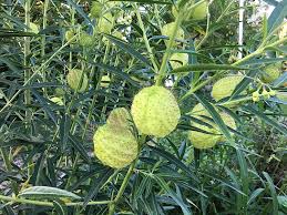 Image result for Gomphocarpus glaucophyllus