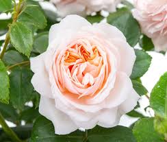 Berkeley rose garden, berkeley, california. Rose Garden Of Roses Rosa Garden Of Roses Gunstig Online Kaufen