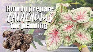 Maybe you would like to learn more about one of these? How To Grow Caladiums From Bulbs De Eyeing Caladium Bulbs Planting Caladium Youtube