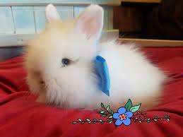 Profile for Misha's Pet & Aquarium Center