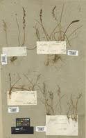 Image result for Triglochin bulbosa