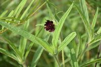 Image result for Aspilia kotschyi