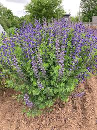 Image result for Chironia flexuosa